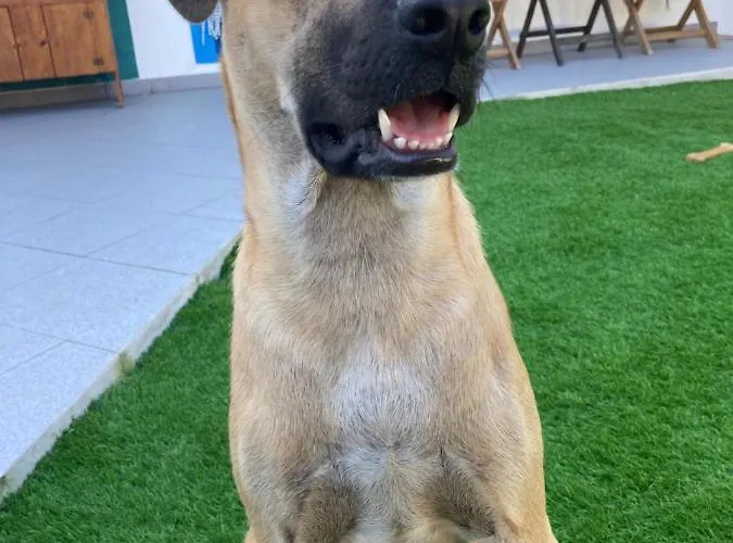 Berlenga ゲストハウス