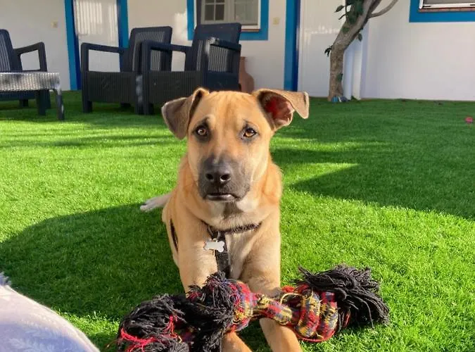 ゲストハウス Berlenga